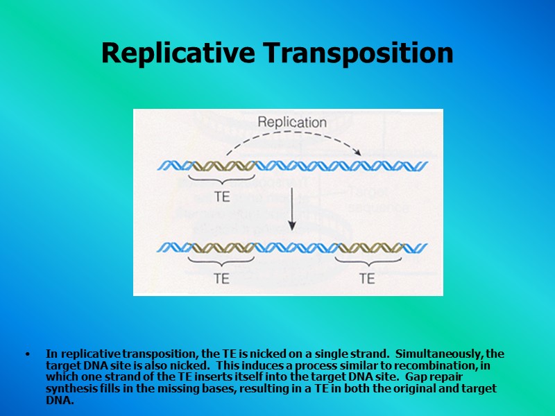 Replicative Transposition            